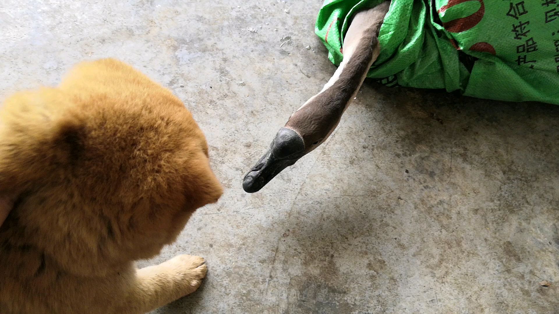 就是被绑住也比狗凶